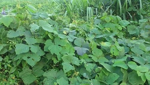  #山药#这种植物，根像“山药”，有“南方人参”之称，遇到请珍惜