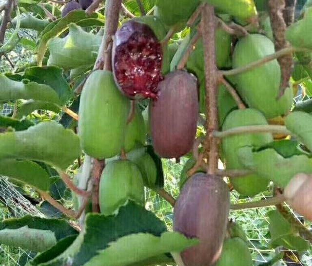  【包烟】少抽2包烟，院子里也要栽上2株此果树，结果甜如蜜桔，丢土里就活