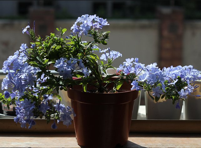  『蔷薇花苗』庭院里种上这七种爬藤植物，越晒花越多，满墙开花又多又漂亮