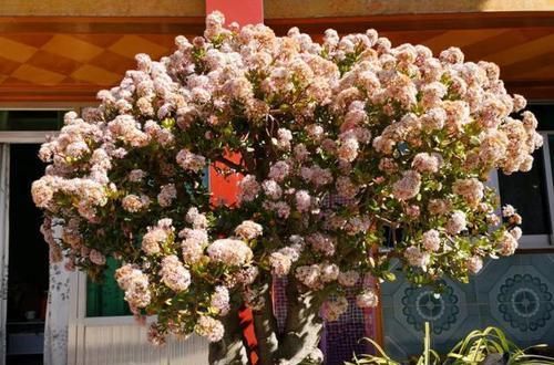 「充足」吴爷爷养出一排“玉树”，棵棵都是精品，一开就是上千朵花，壮观