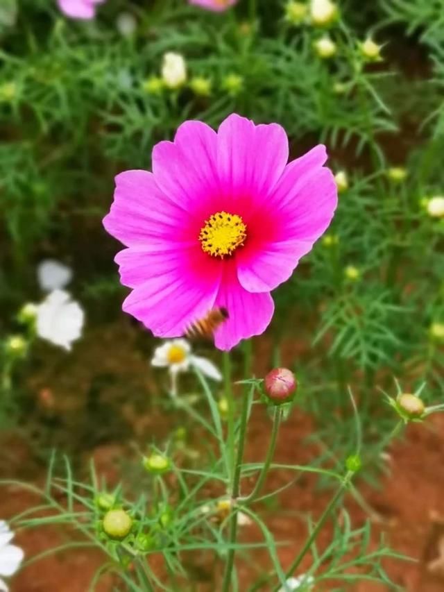  「充足的光照」容易开花、耐养、易繁殖的7种盆栽植物，光照充足的阳台多种几盆