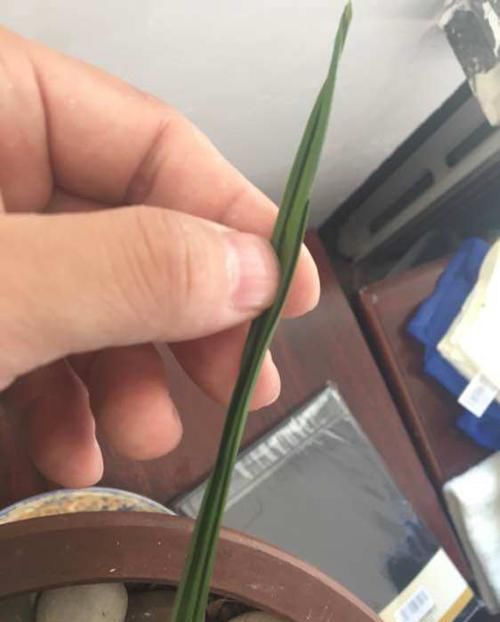 『把鹅卵石』上盆的兰花一个星期就黄叶,是正常退草还是腐烂,怪鹅卵石吗?