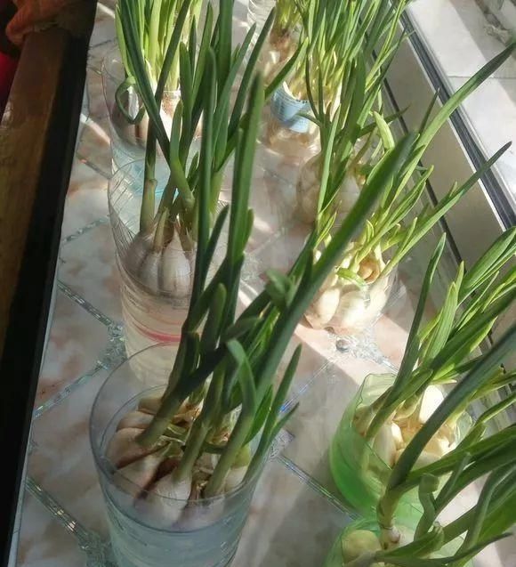  #蔬菜#这4种菜在家就能种，不晒太阳也能长好，厨房最适合！