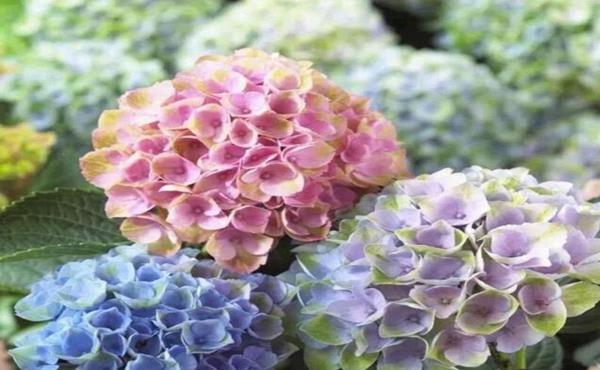 『花开花』常见的5个绣球花黄叶原因,搞明白了绣球花开花爆盆成老桩