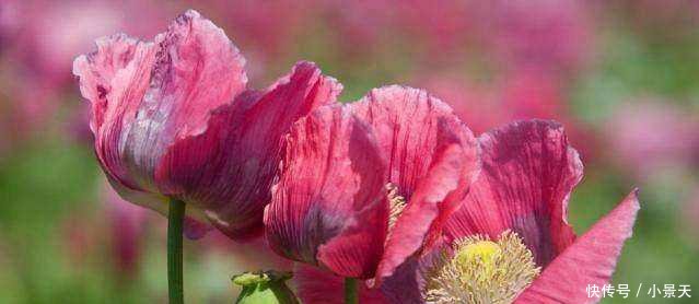 中国“最特殊”的一群农民, 每天24小时被人看守, 种的东西不愁卖