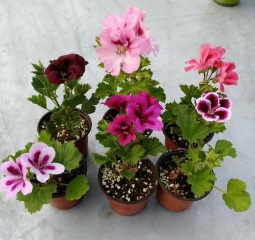  「花型」蝴蝶梅：春季开花早，花色丰富，花型像似蝴蝶，适合家庭养护