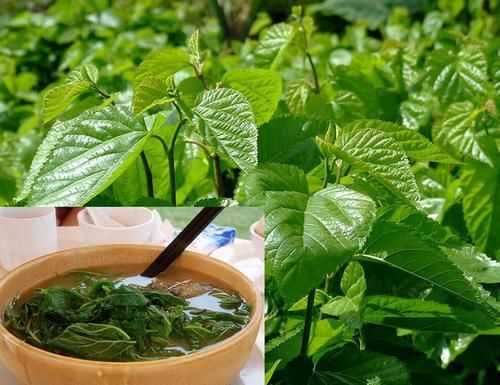 「远离」天然的“胰岛素”找到了,工资少也常吃这4物,或助你远离“小糖人”