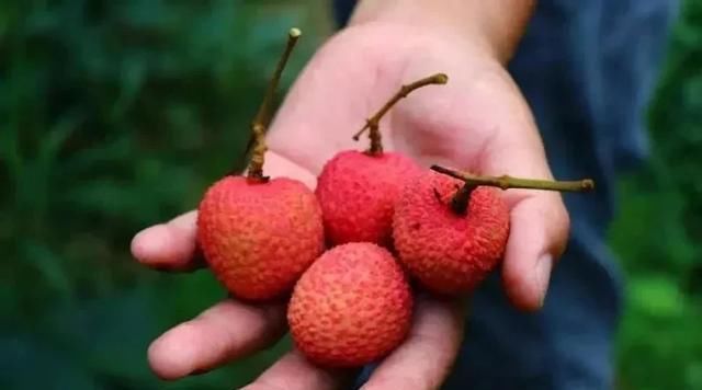  #上市#去年贵到吃不起，今年预计会降价？荔枝将上市，市场价格拭目以待