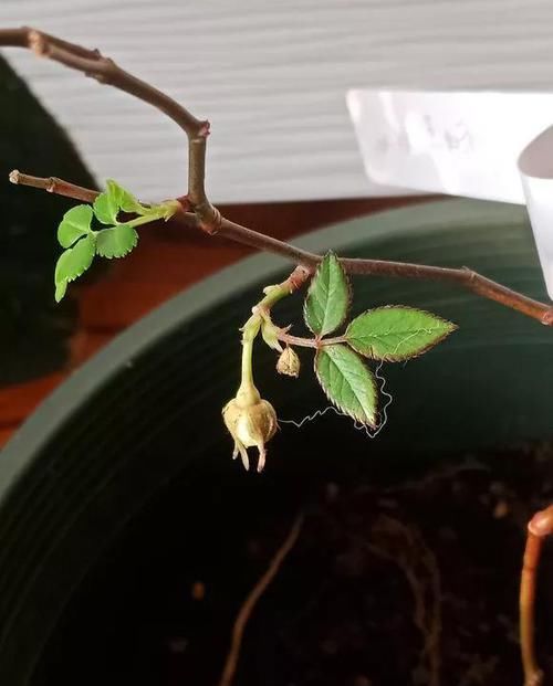  『栀子花』月季栀子花，花还没开就掉落，3个原因一看就懂！