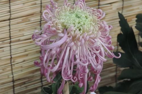  『绿萝』喜欢菊花，首选“盘龙系列菊花”盘龙梦娇，龙飞凤舞，流光溢彩