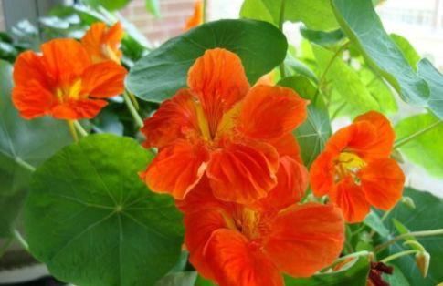  #暗淡#这些花卉媲美月季，繁花似锦，花开似精灵起舞，丢在阳台幽香暗淡
