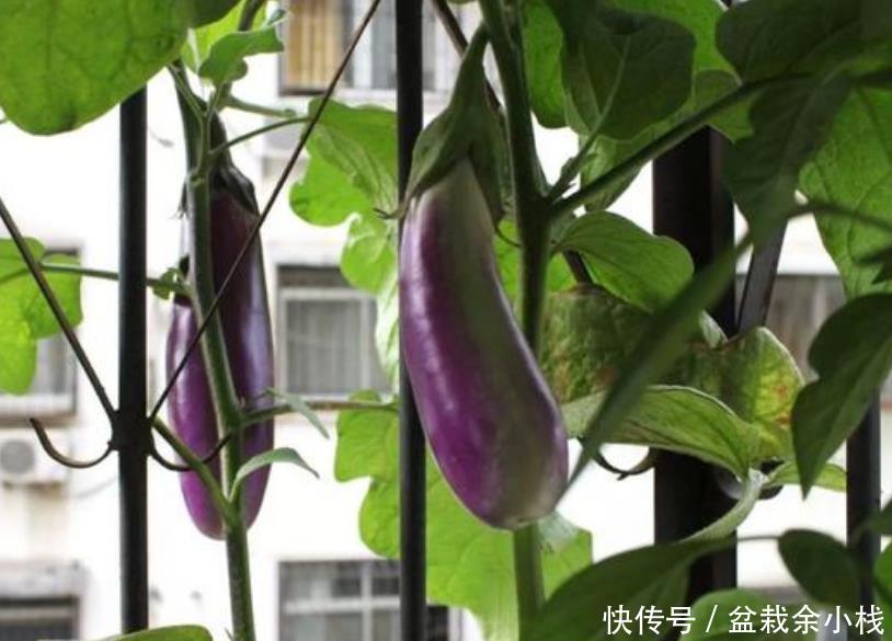 『漂亮』阳台盆栽几盆菜,漂亮又好养,吃完一茬又一茬,够全家吃!