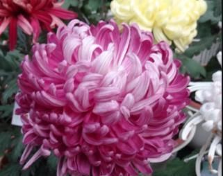 『争艳』百菊争艳,就养菊中珍品繁花似锦,花色娇艳,花姿俊俏,花开爆盆