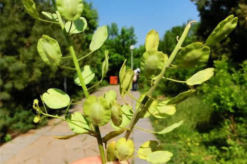  [餐桌]麦田里的这种野草，在过去农民当杂草，如今却是餐桌上的