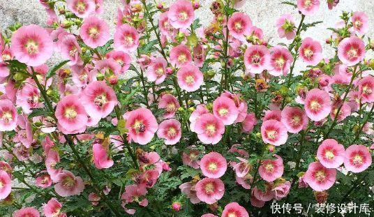 『火炬』喜欢在家中养护花卉,就养花色鲜艳、花期长,观赏价值高的花卉