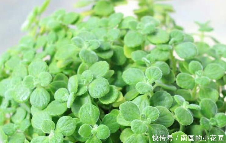  「特别」“3种花”特别适合养卧室，淡淡清香，舒缓疲劳、睡眠好！