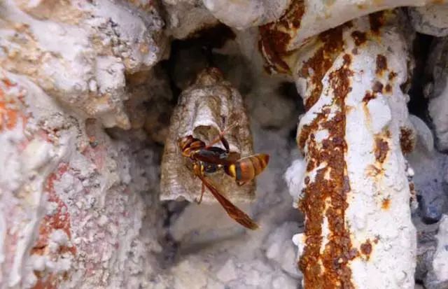  「七月」农村俗语“七月蜂八月蛇，九月黄鳝惹不得！”农民干农