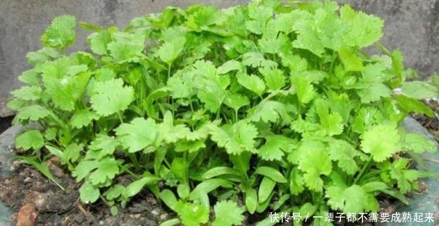  「适合」最适合用盆栽种植的蔬菜，种上一回，天天采摘！