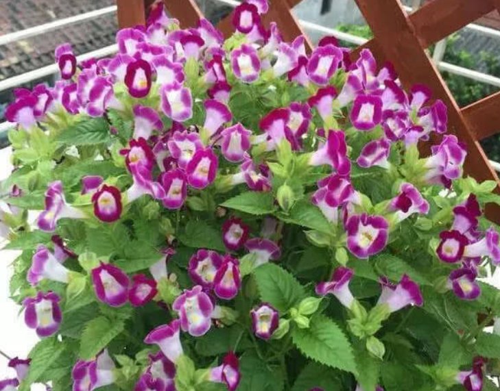  漂亮|3种花，耐旱又耐晒，越是夏天开花越旺，好养又漂亮，人见人爱！