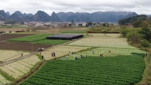  能力@广西菜农捐赠2万斤西芹支援武汉：有能力就帮一点