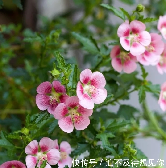  「肥养」家里有这3种花，大水大肥养，夏天要“暴晒”，晒的狠开的多