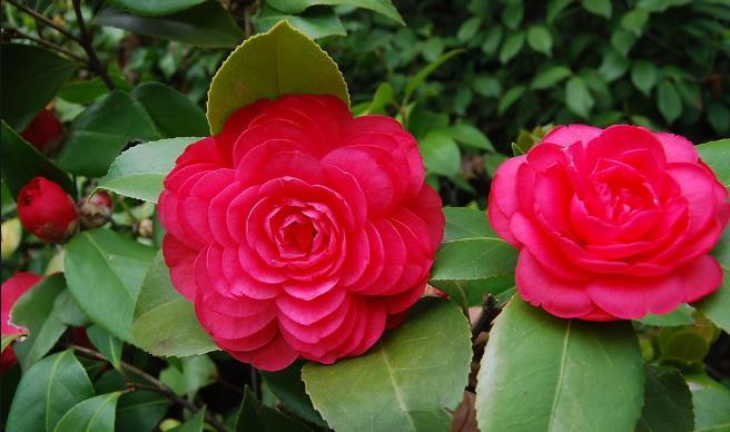  『开爆』想让月季花开爆盆，春天你得做对这件事，温度要掌握好