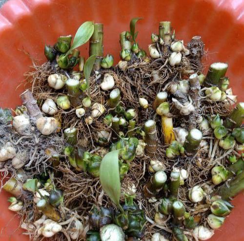 #小球#这些香香花,有长寿命,只要种一次,开花几十年,爆满小球球