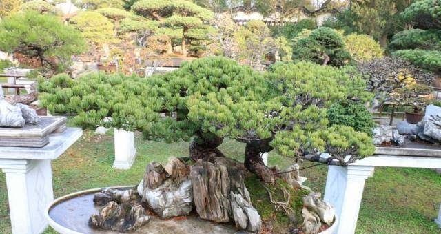 「山水盆景」世界上最美的34个盆景,第1个就美的受不了!