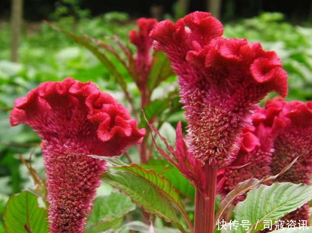 农村粪坑旁的“大鸡公花”，花籽是上佳野菜