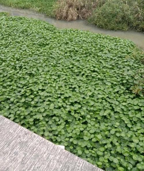  『花盆』河边捞点铜钱草，“半水半土”养，30天迅速长满花盆，贼好养