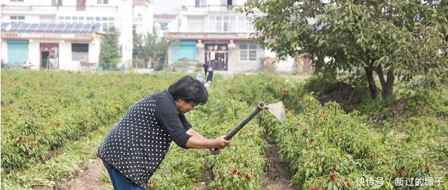 农村多地滞销，十万斤烂地里，5毛一斤贱卖，心酸明年不种了