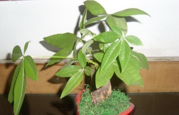  「寓意」懂花的人，只养“3种花”，有“旺财”的寓意，摆在客厅最合适！