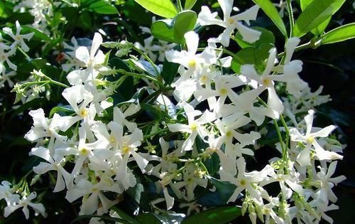 『耐晒』它是茉莉的一种，却比茉莉更香更耐晒，叫风车茉莉开花大半年