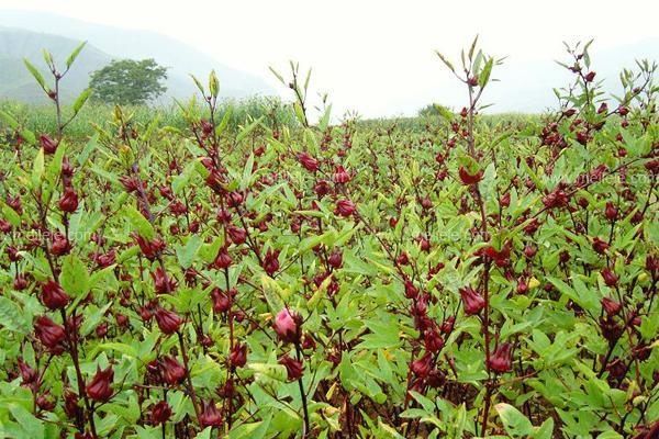  玫瑰：玫瑰茄，又名洛神花，花十分美丽，有“植物红宝石”的美誉