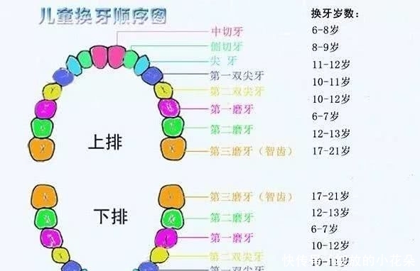 宝宝换牙的顺序你知道吗