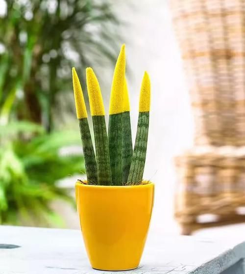  「阴凉处」几种好看的室内盆栽观叶植物，都可以摆室内阴凉处养