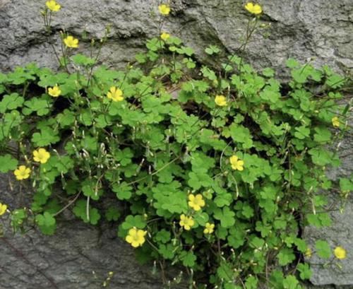 「草本植物」在阴湿的田野里,生长着1种“酸酸草”,根茎像“白萝卜”,珍贵