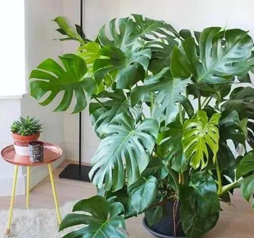  『室内』聪明人都养3种植物，净化空气、助睡眠，深受家人喜爱