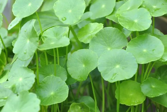  「湿润」家养几盆喜水植物，浇水就能爆盆，在家天天浇水，天天能赏花