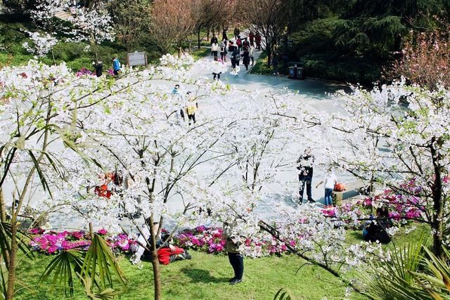 #满园#重庆赏花图鉴桃樱纷飞香满园,悠然春见南山景