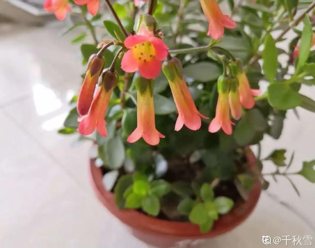  开出漂亮■阳春三月，出门踏青，原来有这么多漂亮花！