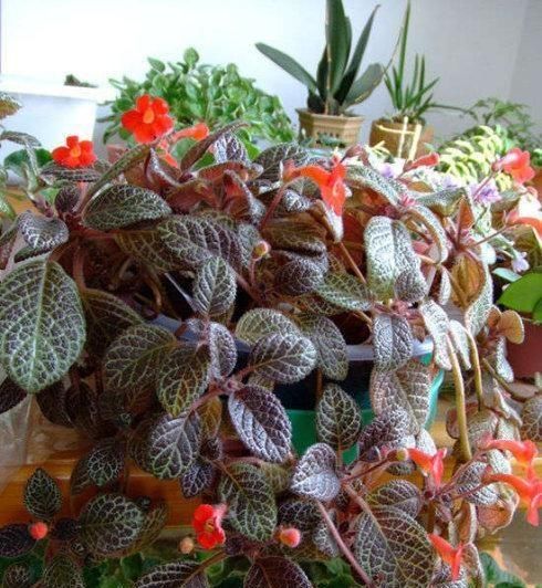 『植物』这“3种”植物，耐阴性强，还能除异味，卫生间养1盆，空气更清新