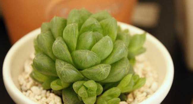  植物：草玉露怎么养?多肉植物草玉露的养殖方法