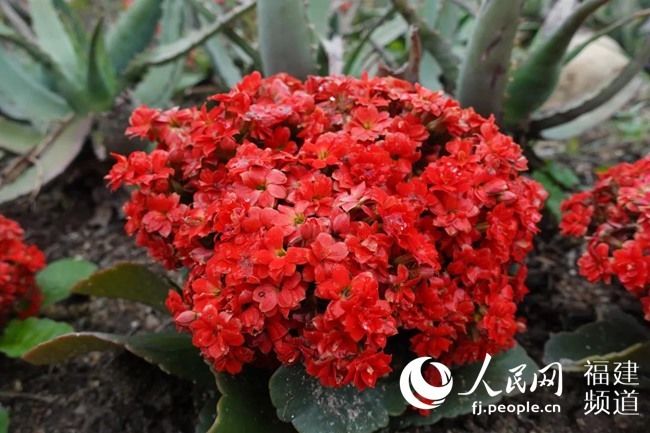  『春季』春已至花已开 厦门园林植物园多肉植物进入盛花期