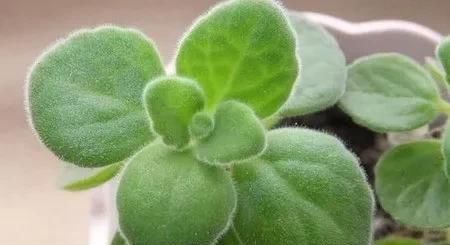  【品种】有香味的多肉有哪些品种?蓝豆，凝脂莲，春萌可多了