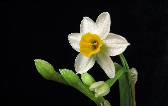  【解决】养水仙花盆景，最怕花苞干枯没生机，怎么解决最正确？