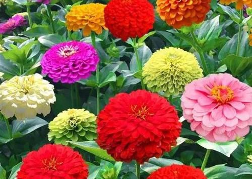 家里■这几款植物养在家里，花期长易打理，花色鲜艳，适合种在庭院观赏
