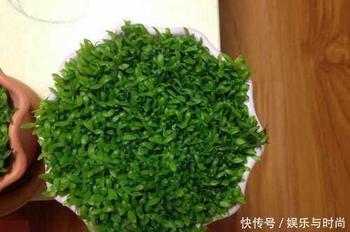 『花钱买』还在花钱买盆栽用半个火龙果,就可以种出这么漂亮的盆栽绿植!