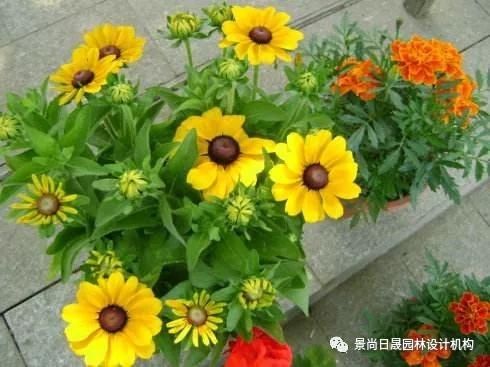 『适合』适合庭院种植的27种常用宿根花卉