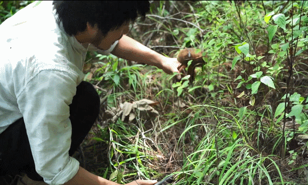 『精灵』大自然最慷慨的馈赠,深山里的美味精灵——牛肝菌